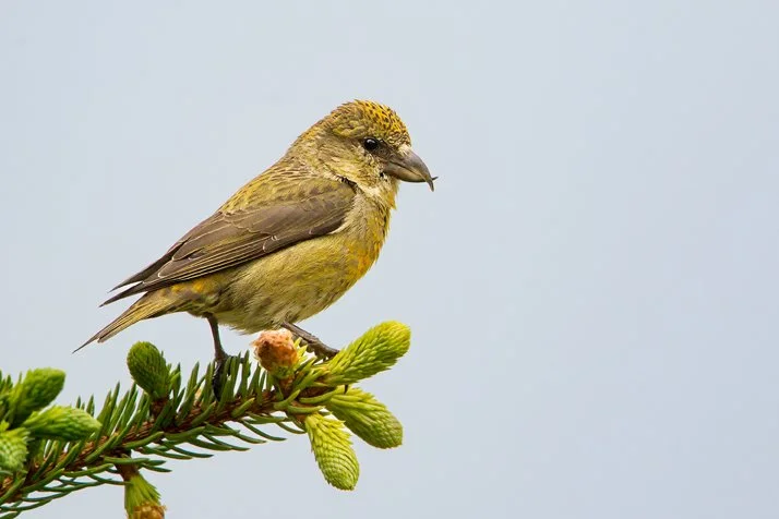 RED CROSSBILL