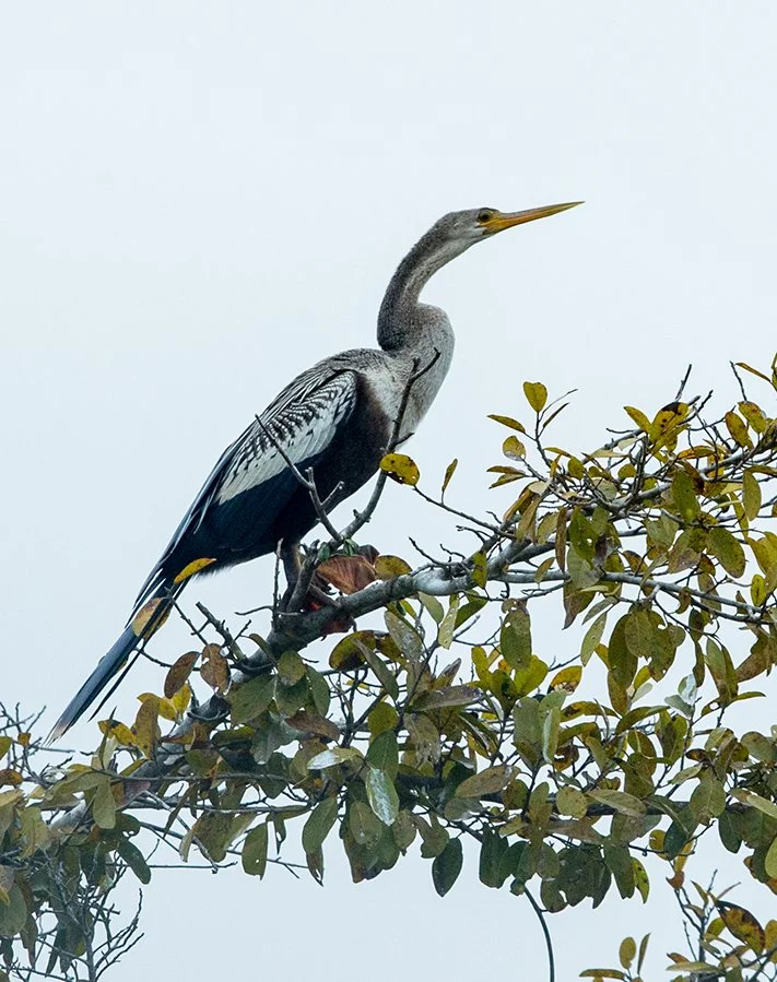 ANHINGA_04.jpg