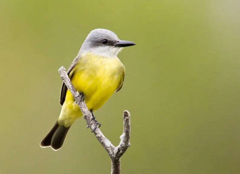 TROPICAL KINGBIRD