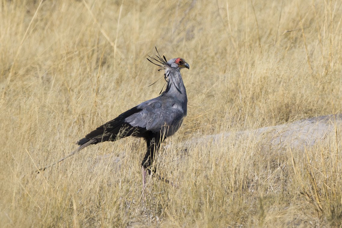 SECRETARY BIRD