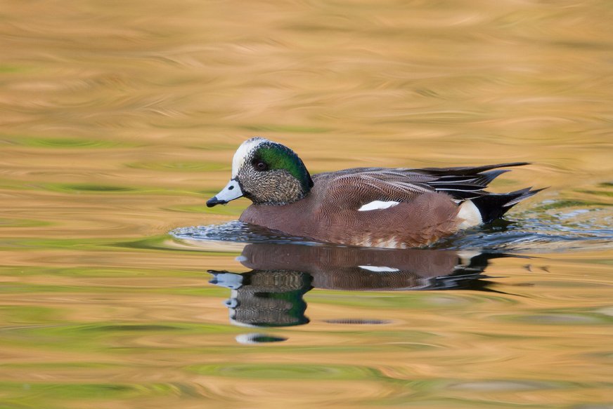 AMERICAN WIGEON
