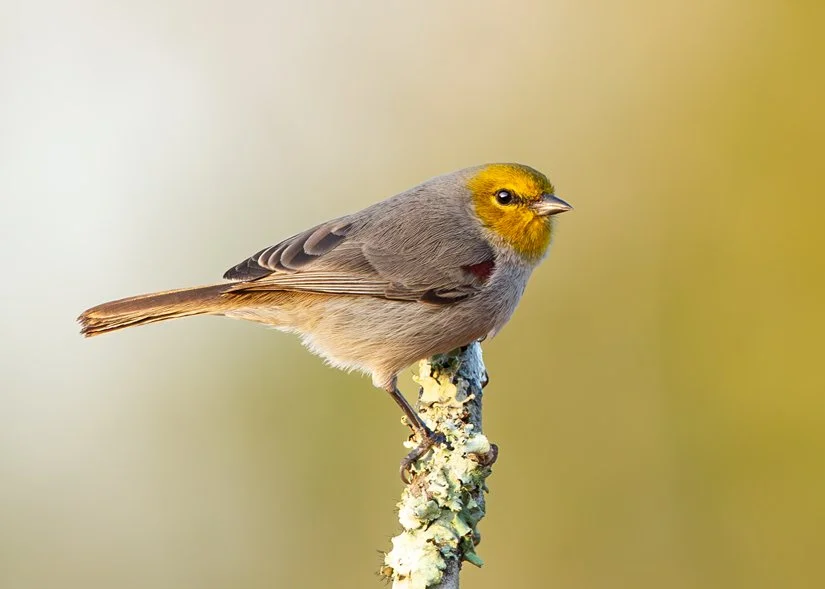 VERDIN