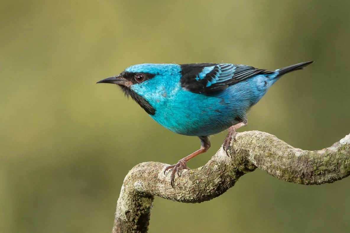 BLUE DACNIS_03.jpg