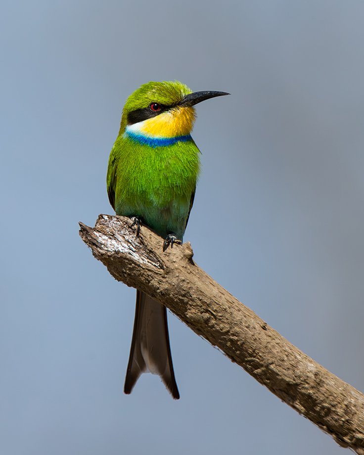 SWALLOW_TAILED_BEE_EATER_01.jpg