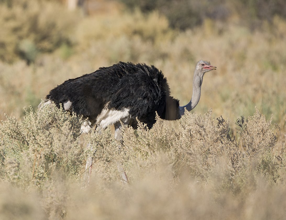 OSTRICH_05.jpg
