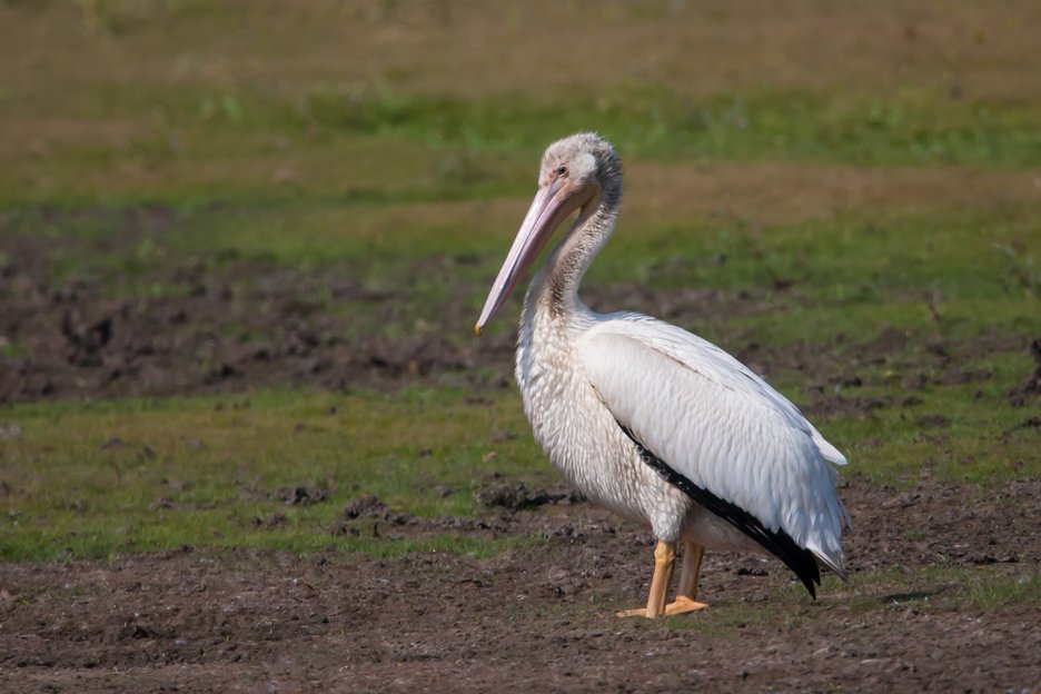 AMERICAN WHITE PELICAN