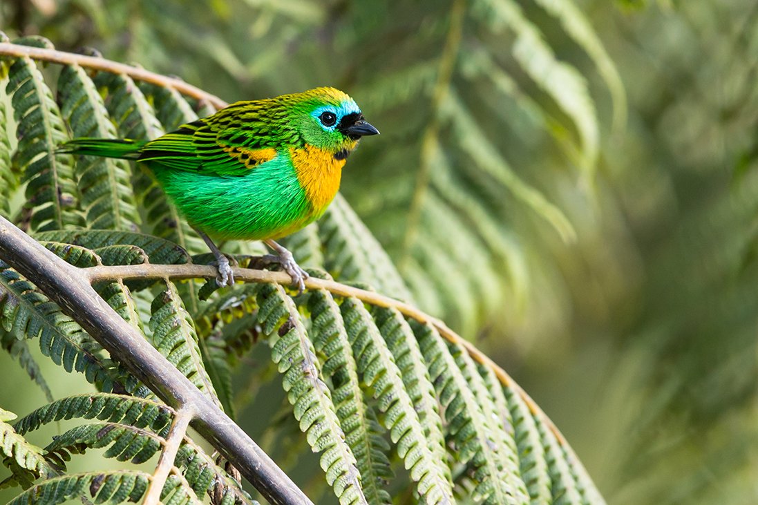BRASSY-BREASTED TANAGER_10.jpg