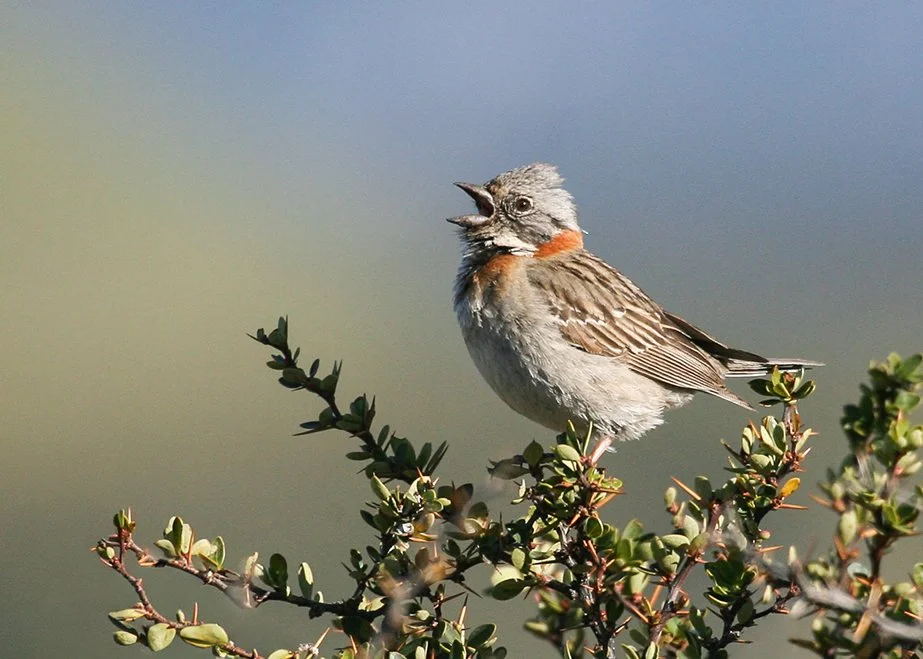 RUFOUS-COLLARED SPARROW_02.jpg