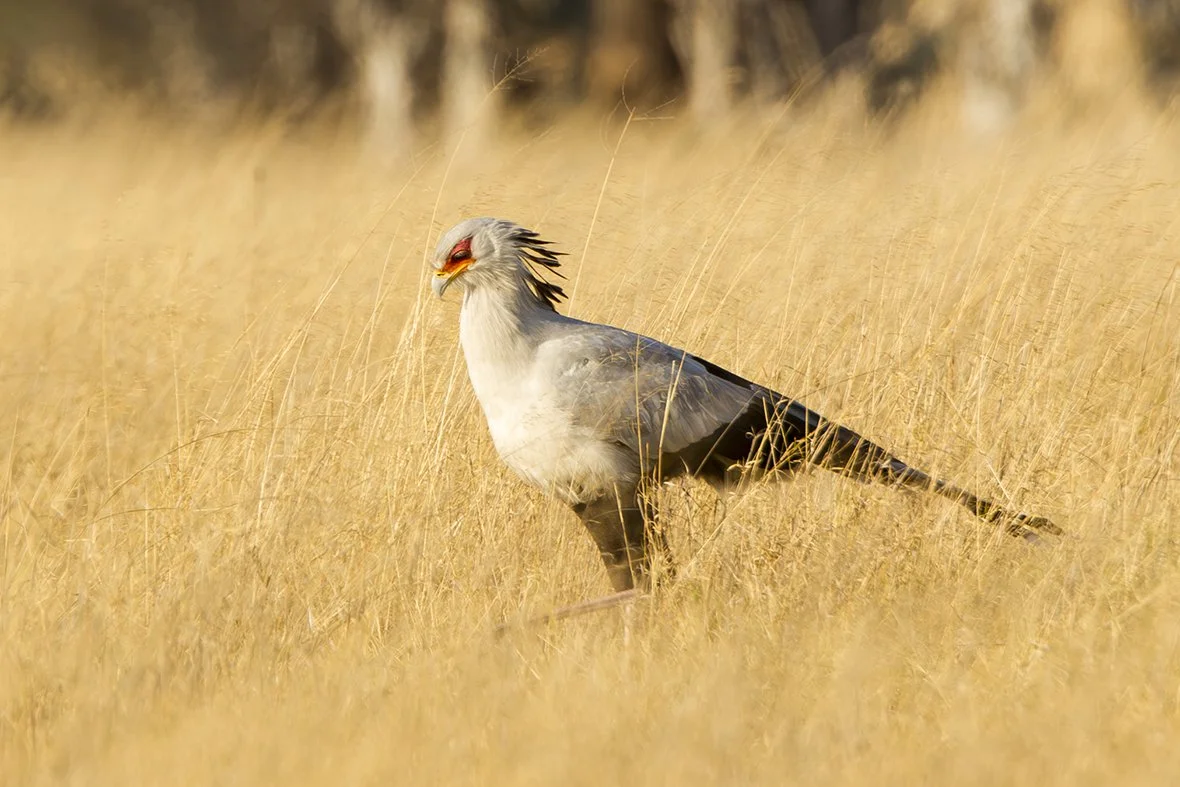 SECRETARY_BIRD_01.jpg
