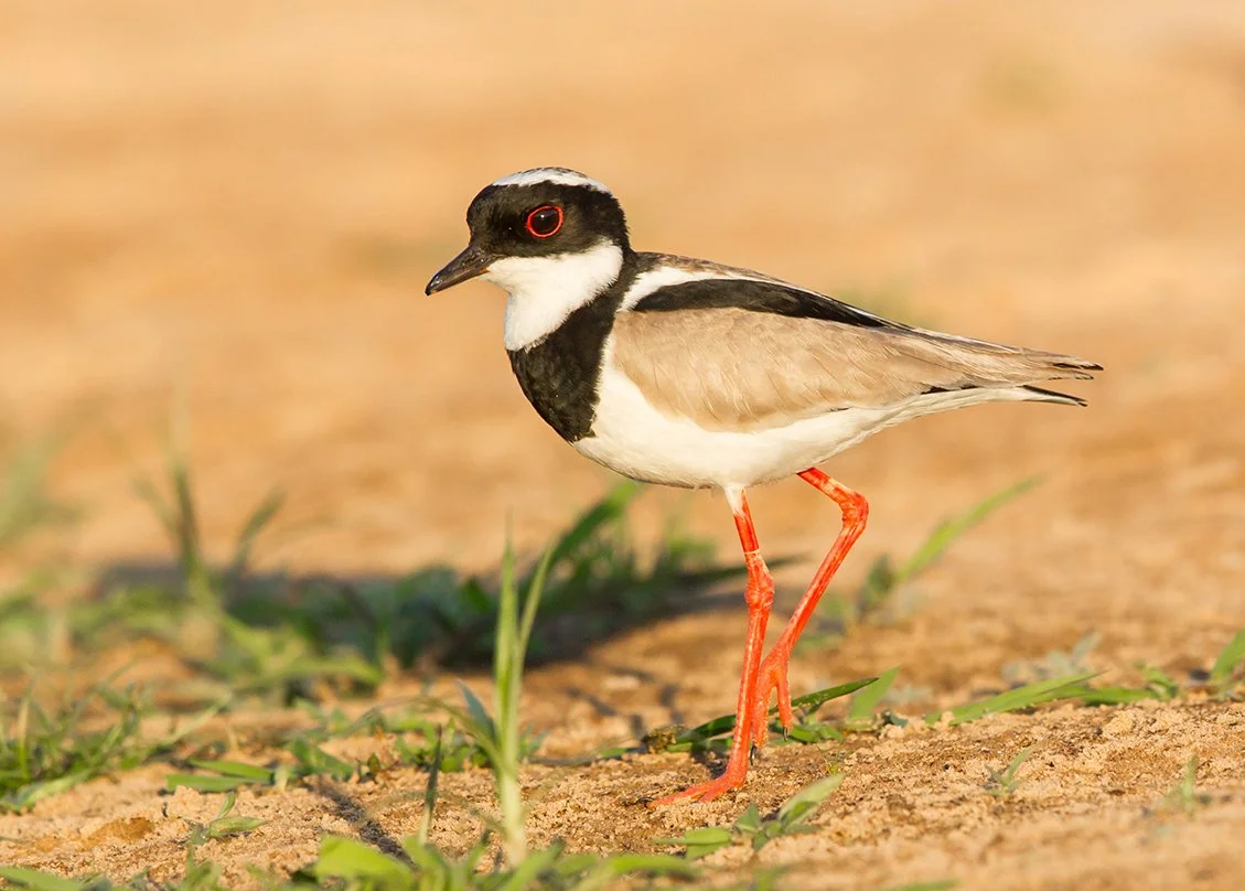 PIED_PLOVER_03.jpg