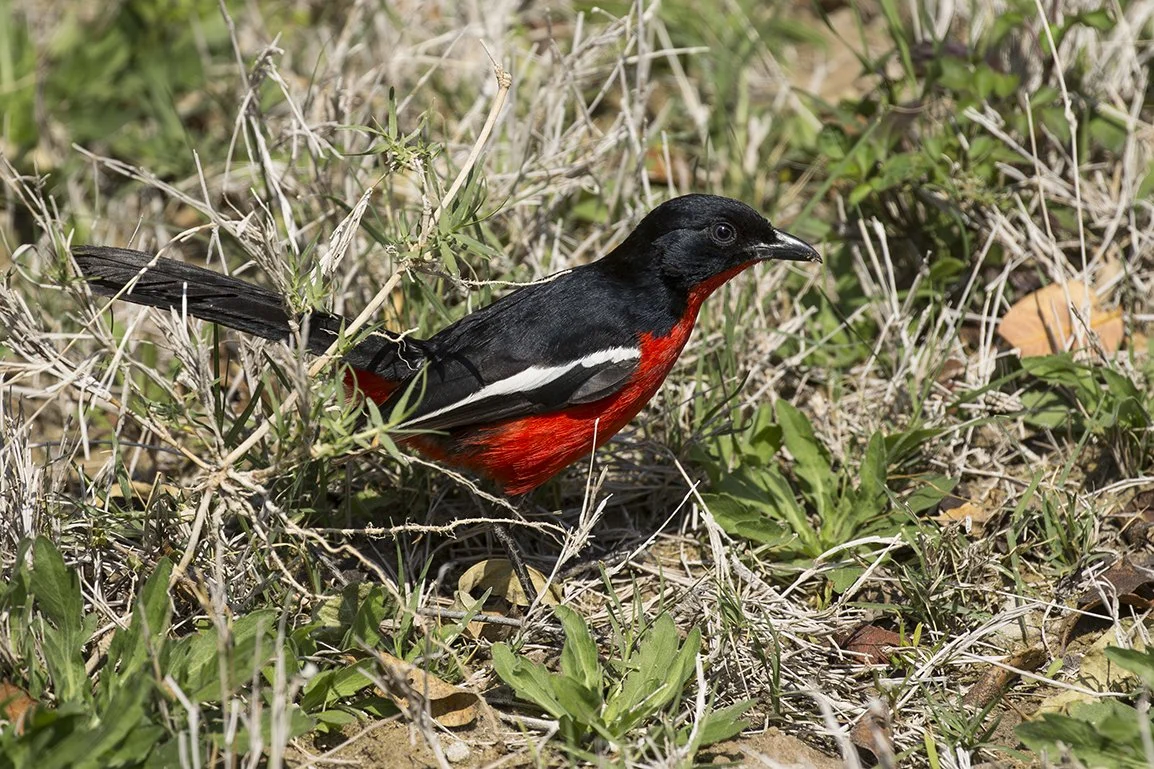 CRIMSON-BREASTED SHRIKE