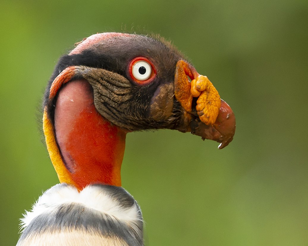 KING_VULTURE_02.jpg