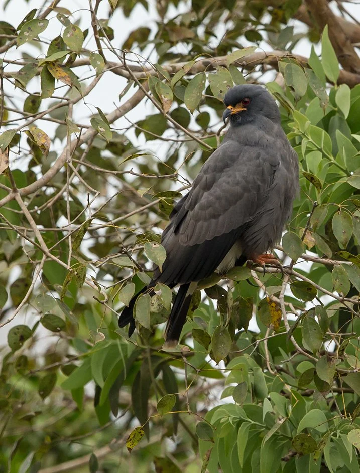 SNAIL_KITE_04.jpg