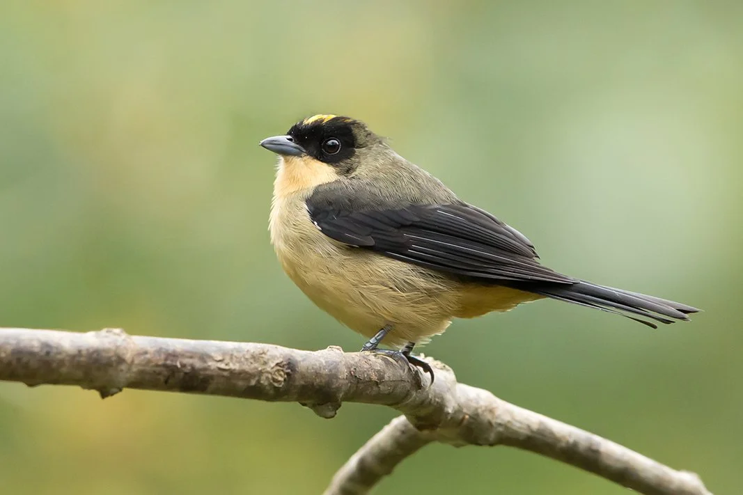 BLACK-GOGGLED TANAGER