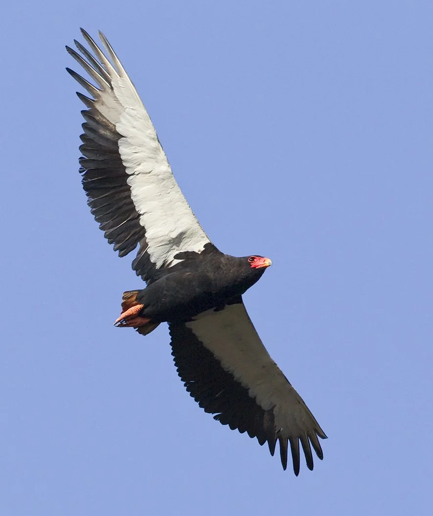 BATELEUR _01.jpg