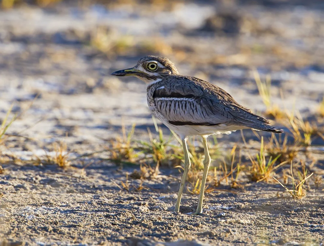 WATER THICK-KNEE (DIKKOP)
