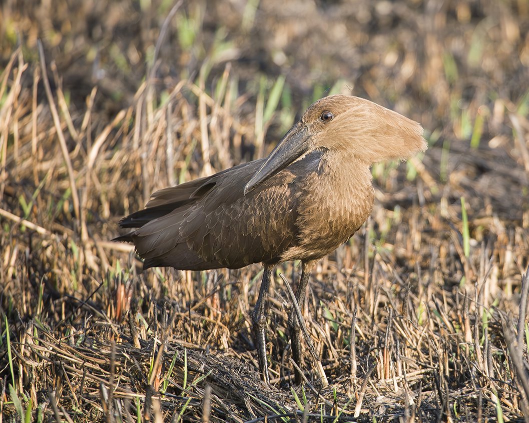 HAMERKOP_07.jpg