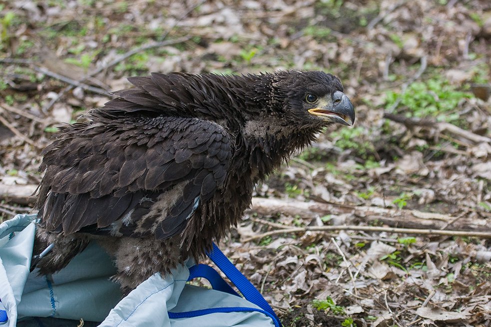 BALD_EAGLE_CONSERVATION_11.jpg