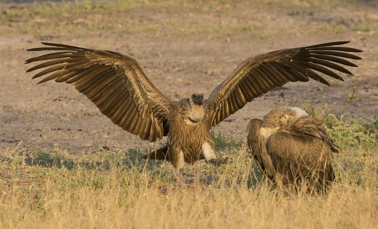 WHITE_BACKED_VULTURE_12.jpg