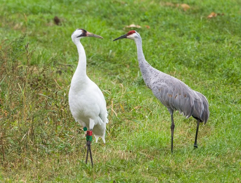 WHOOPING CRANE