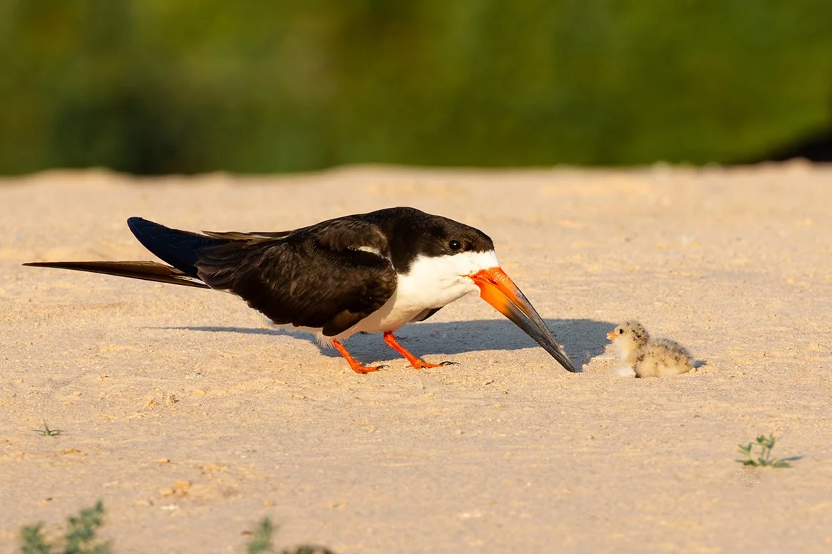 BLACK_SKIMMER_13.jpg