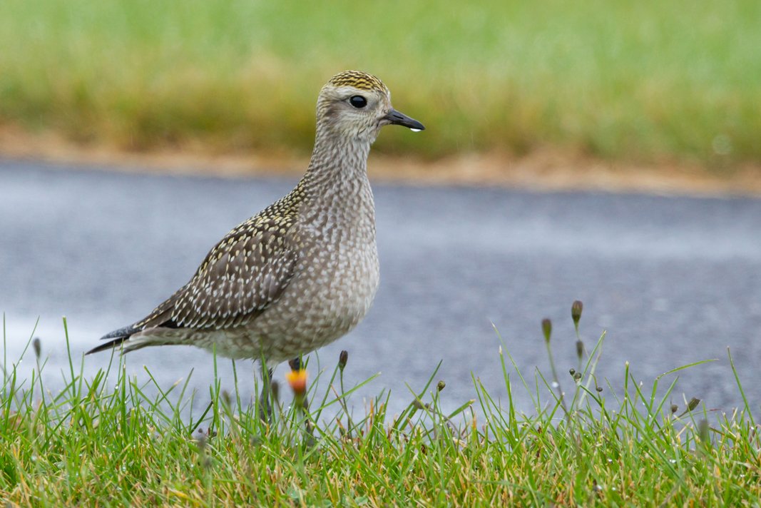 AMERICAN GOLDEN PLOVER
