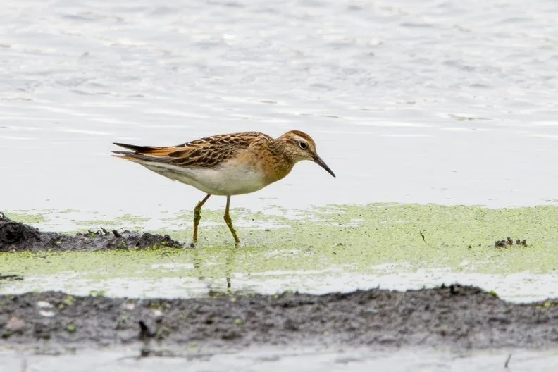 SHARP-TAILED SANDPIPER