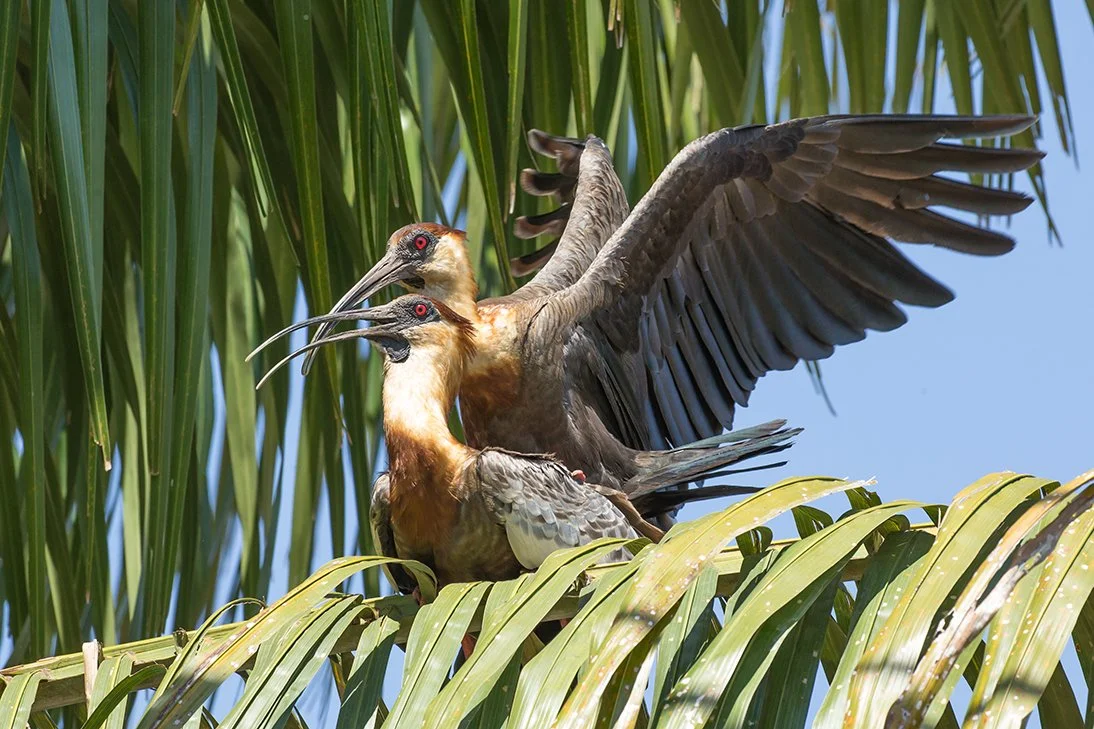 BUFF_NECKED_IBIS_02.jpg