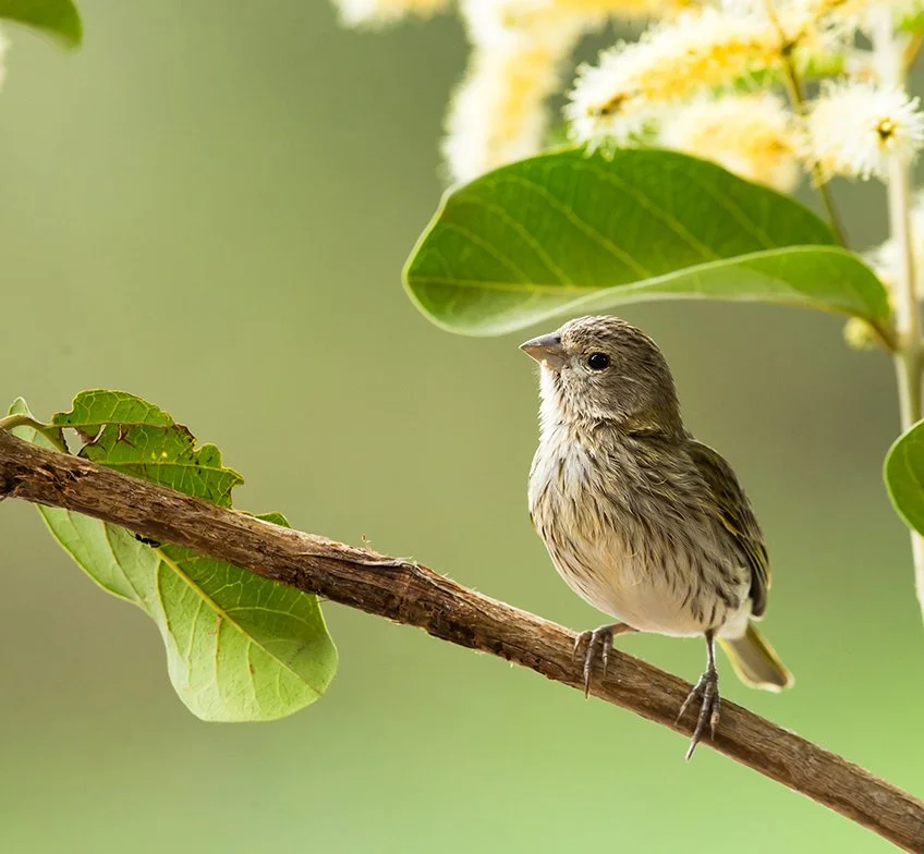 SAFFRON_FINCH_04.jpg