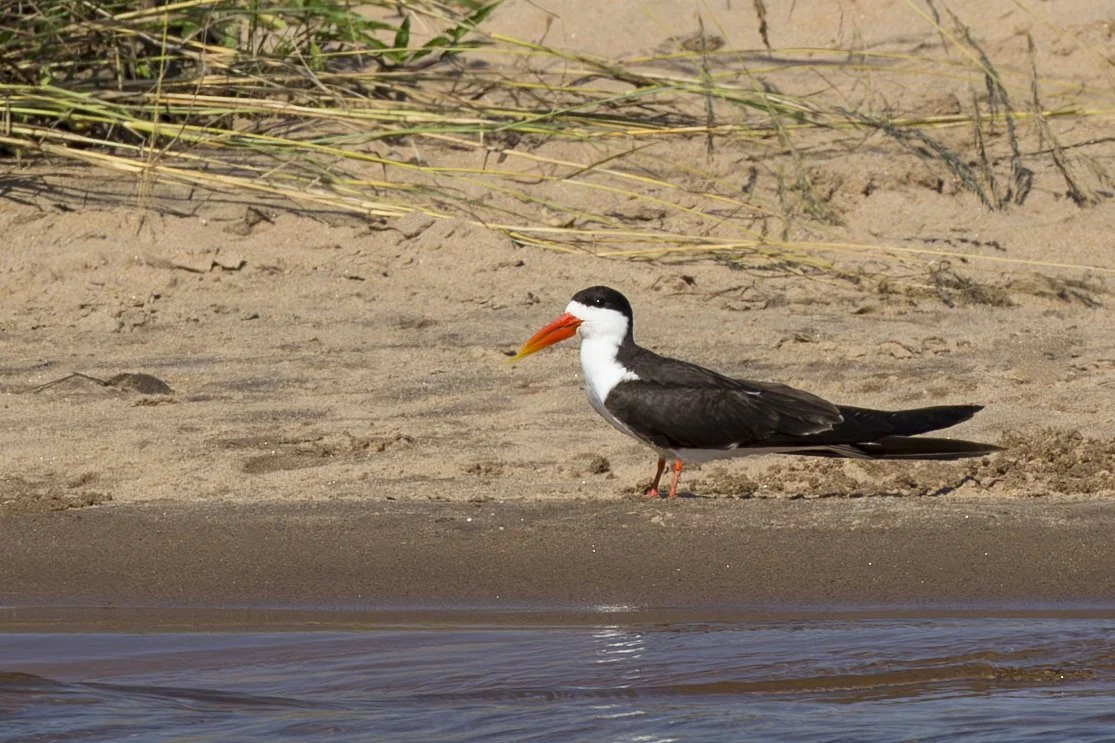 AFRICAN SKIMMER