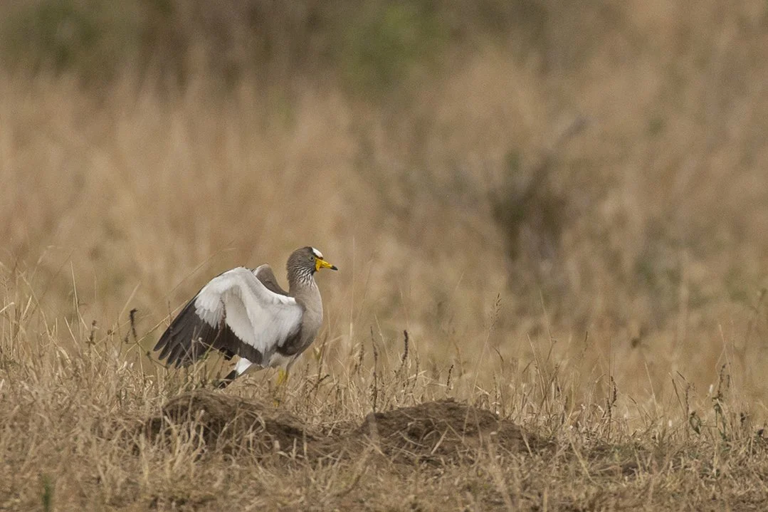 WHITE-CROWNED LAPWING (PLOVER)