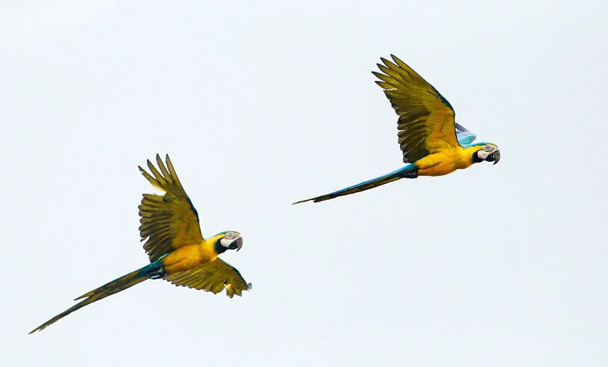 BLUE_AND_YELLOW_MACAW_03.jpg