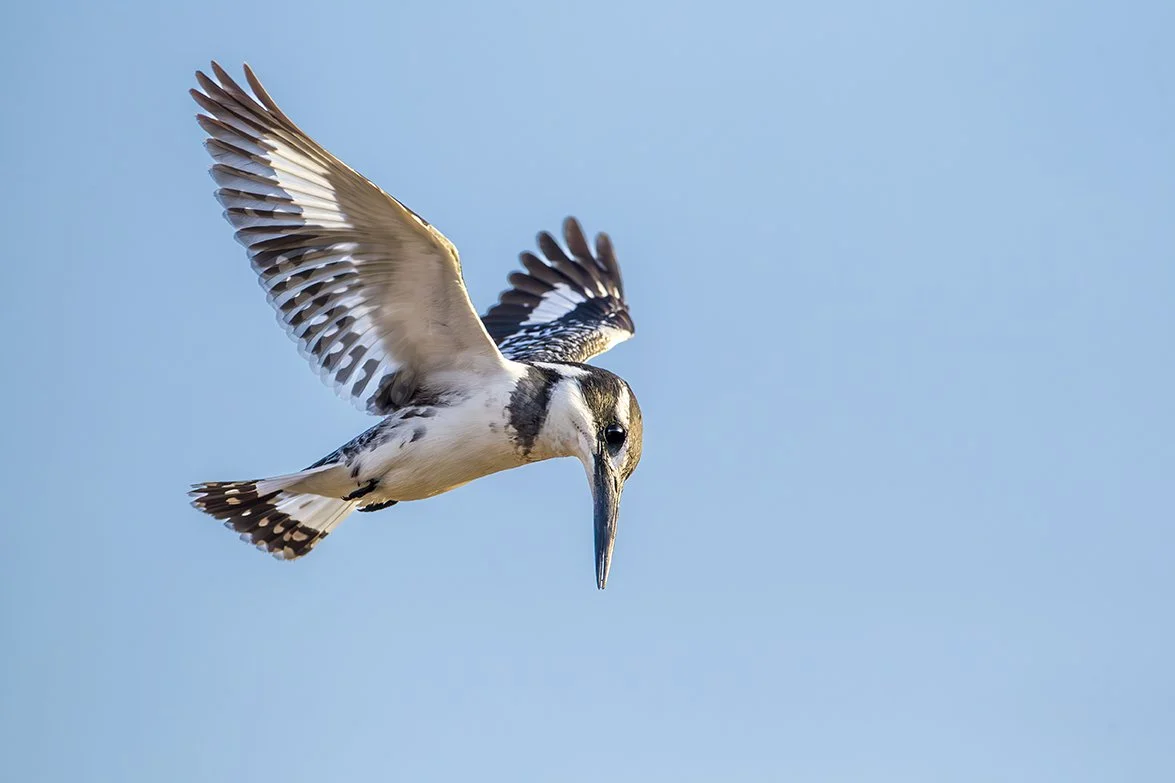 PIED_KINGFISHER_02.jpg