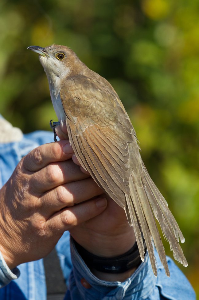 BLACK BILLED CUCKOO