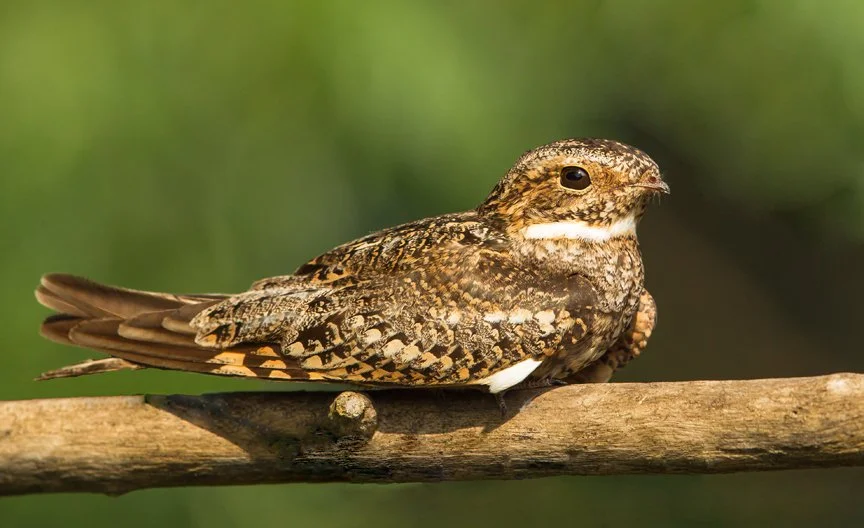 LESSER NIGHTHAWK
