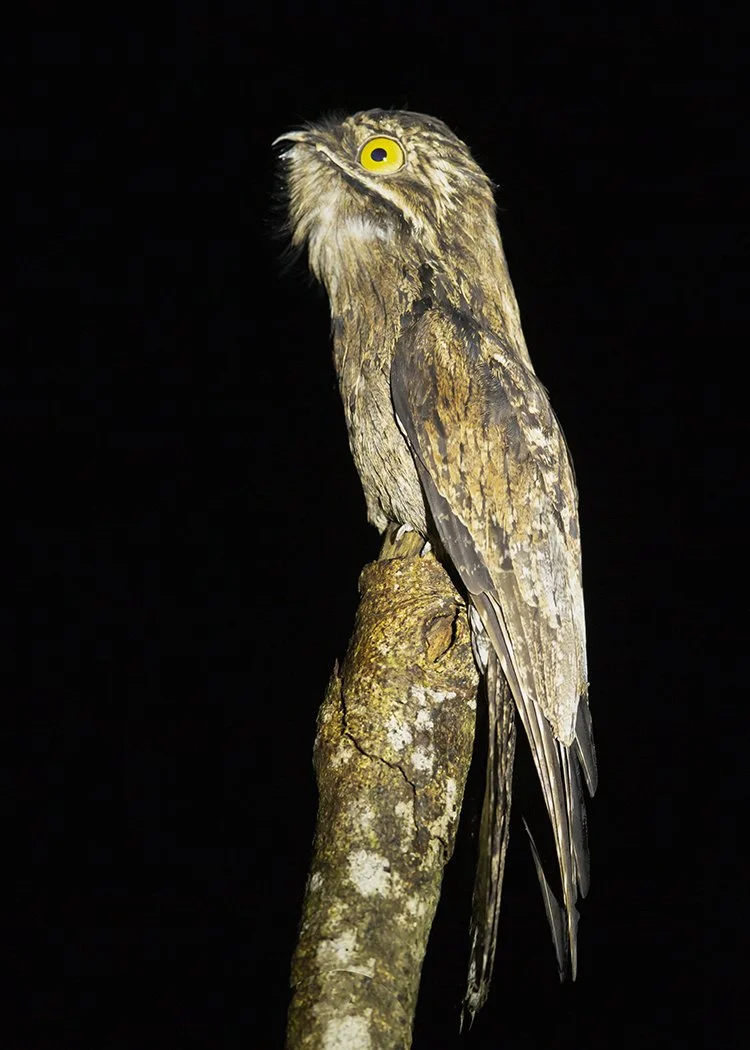 COMMON_POTOO_02.jpg