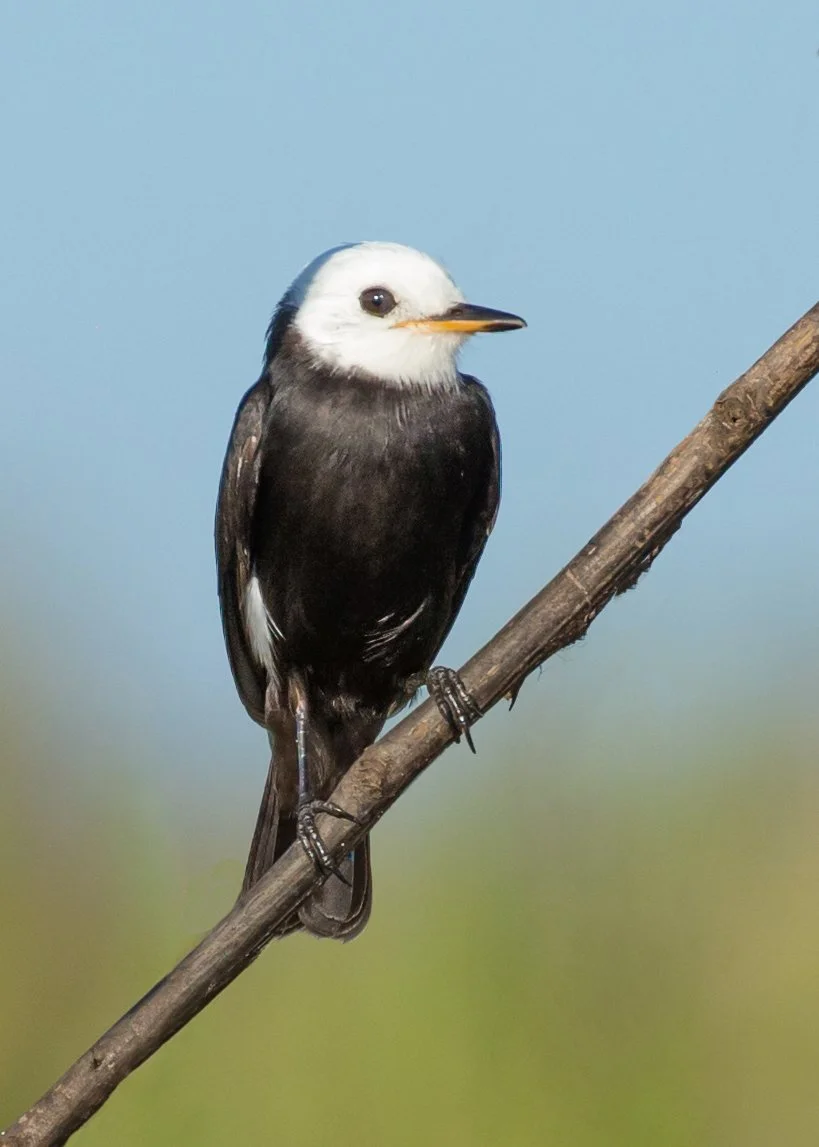 WHITE-HEADED MARSH TYRANT_04.jpg