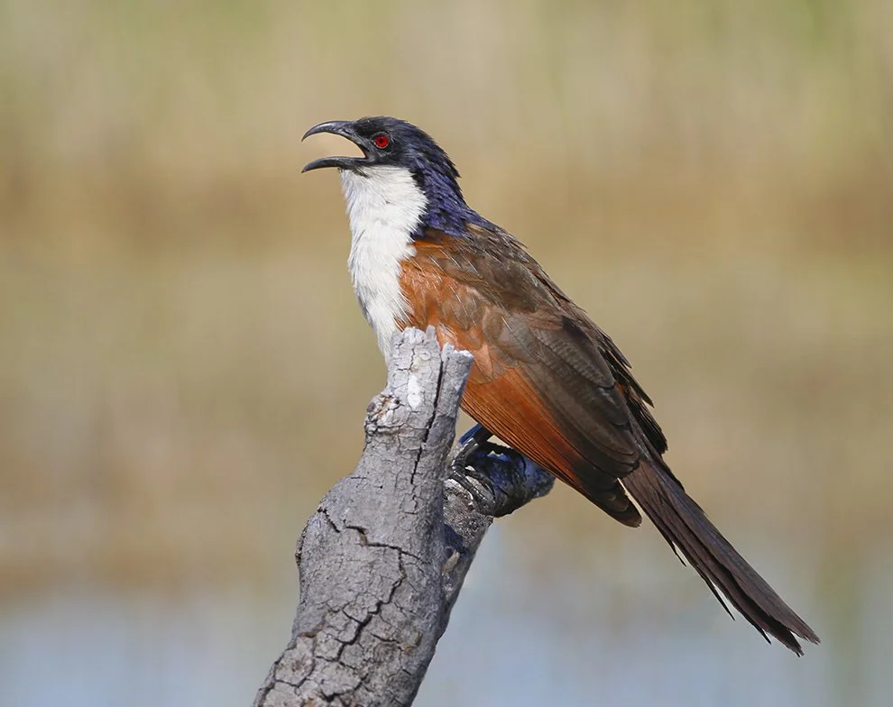 COPPERY_TAILED_COUCAL_02.jpg