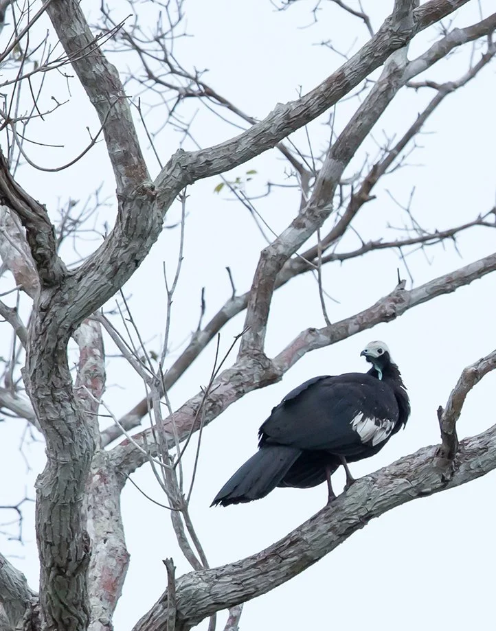 COMMON PIPING GUAN