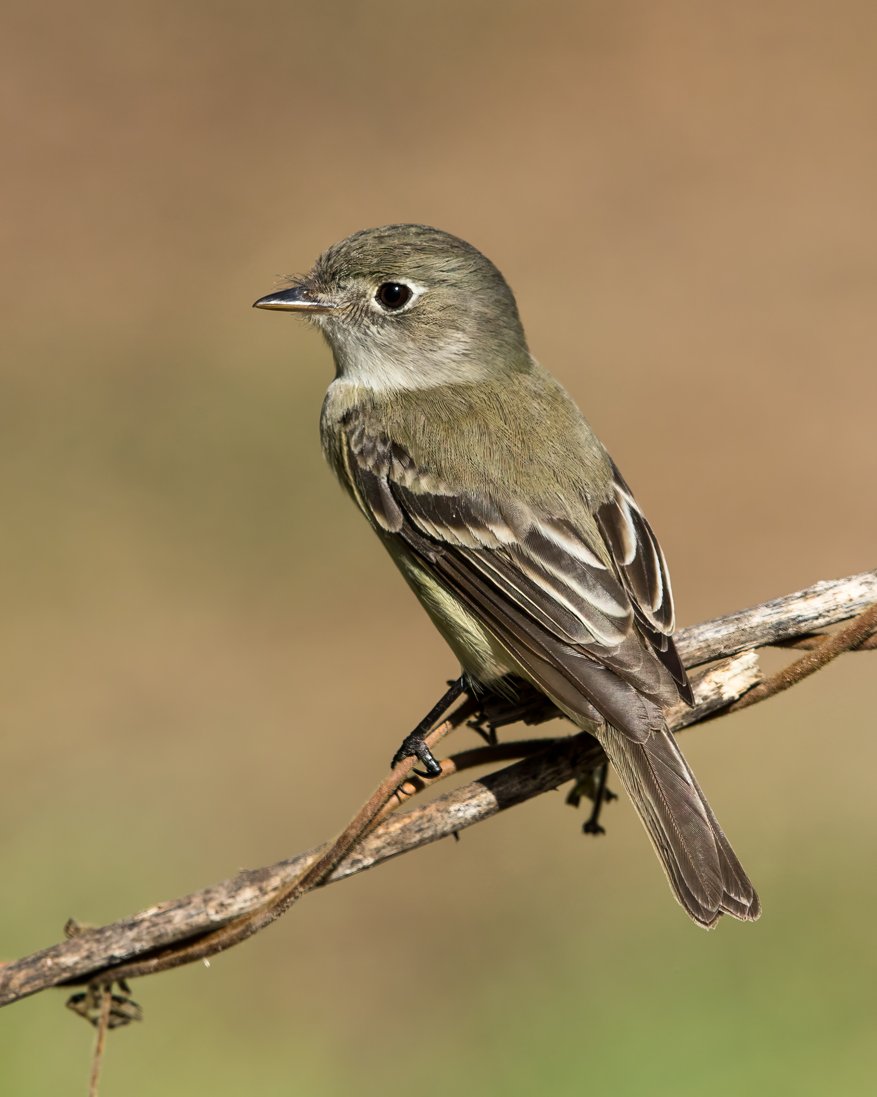 ACADIAN FLYCATHCER