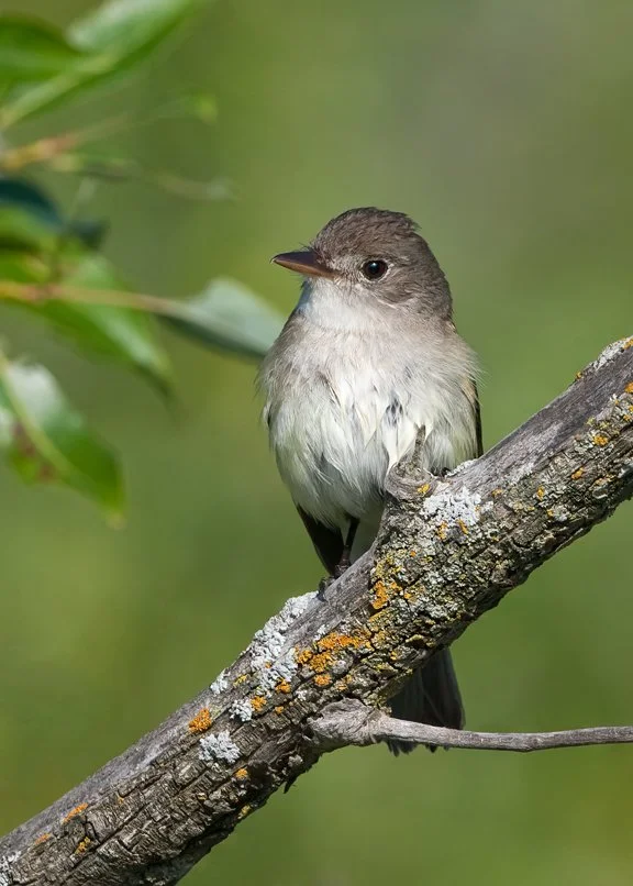 WILLOW FLYCATCHER