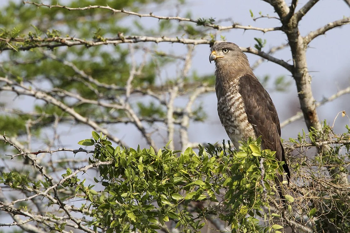 SOUTHERN_BANDED_SNAKE-EAGLE_02.jpg