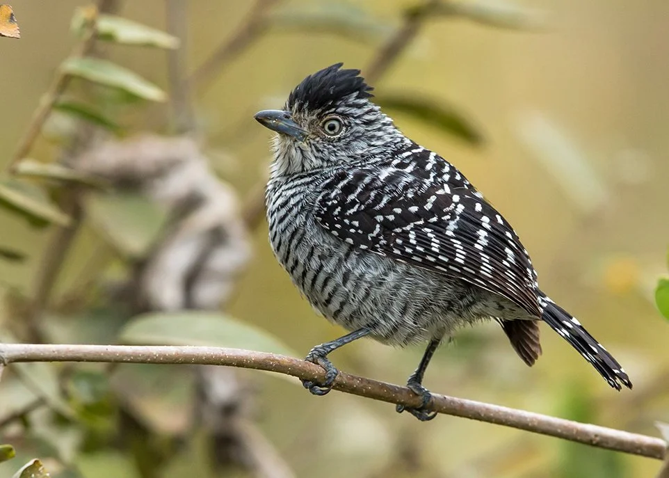BARRED ANTSHRIKE