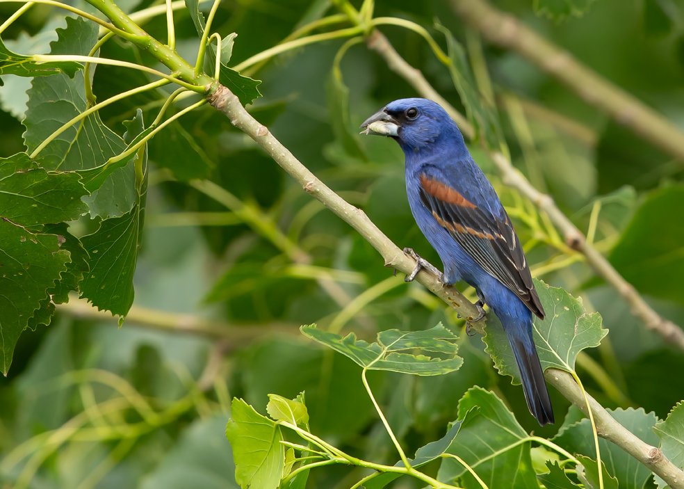 BLUE GROSBEAK