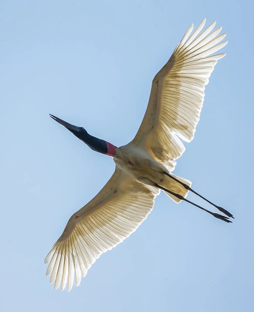 JABIRU_09.jpg