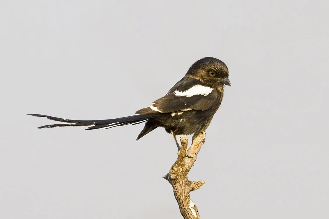 MAGPIE _SHRIKE_02.jpg