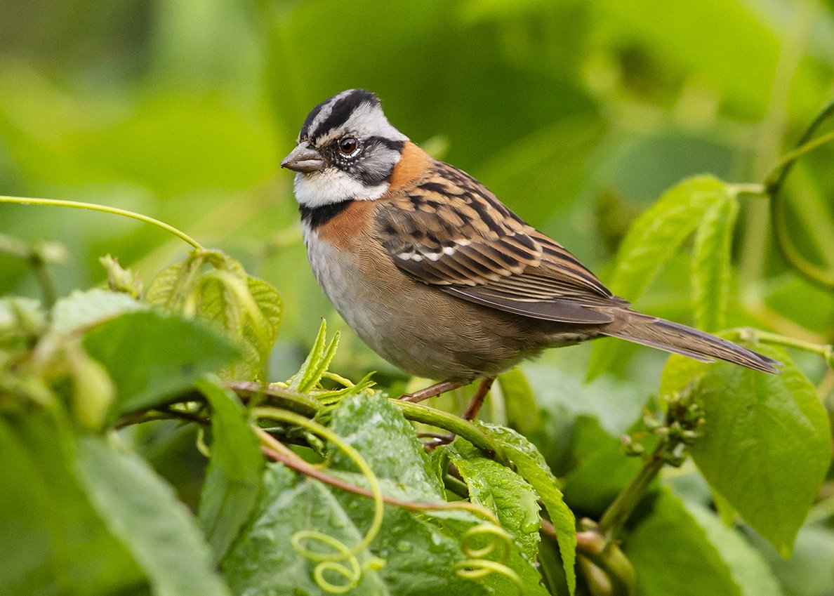 RUFOUS-COLORED SPARROW