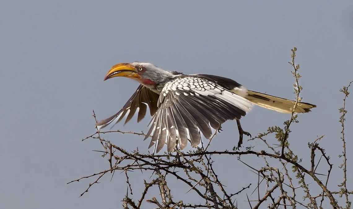 SOUTHERN_YELLOW_BILLED_HORNBILL_07.jpg