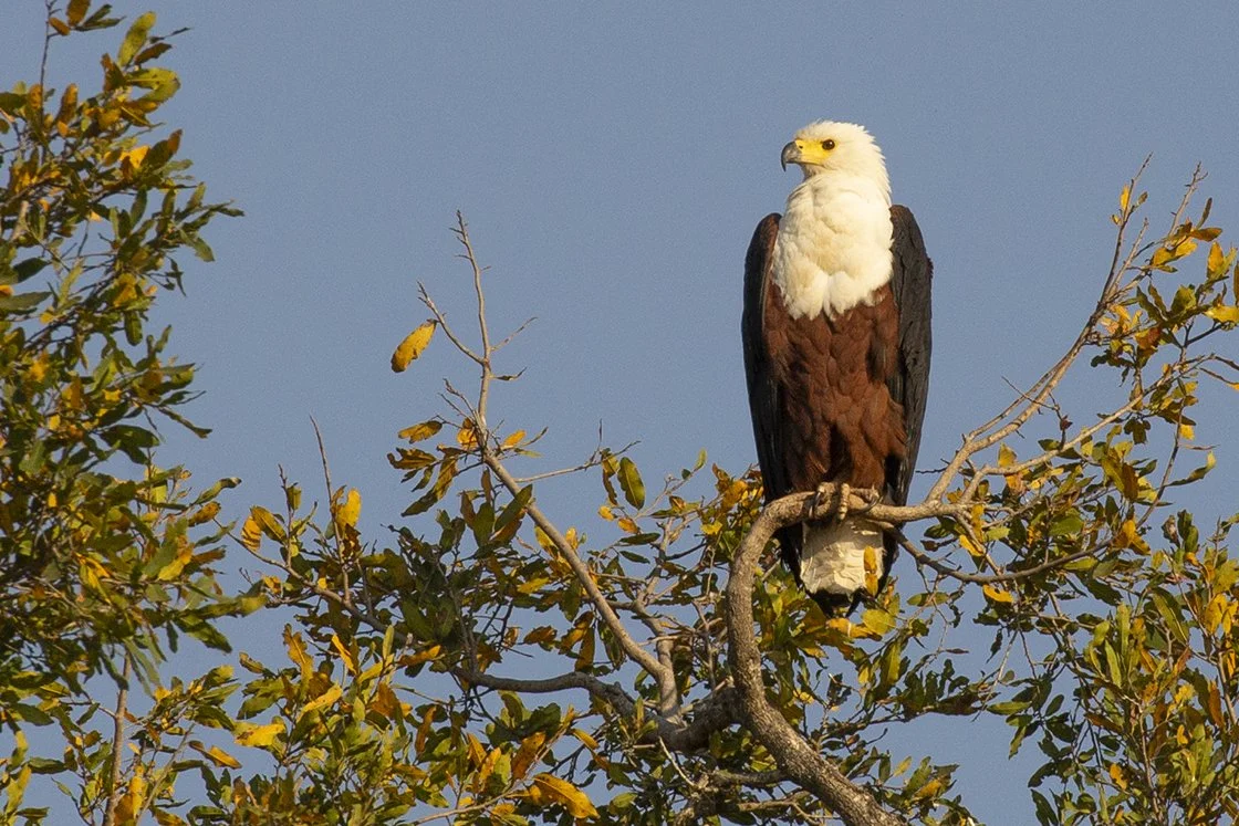 AFRICAN FISH EAGLE