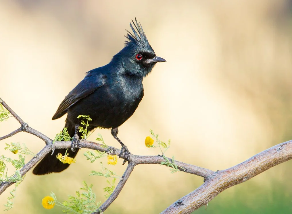 PHAINOPEPLA